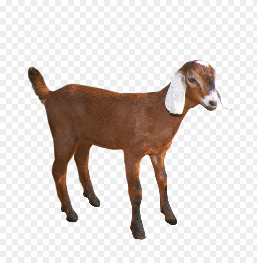 goat png,goat,goat transparent background,goat file png,goat clipart,goat png images,goat png clipart