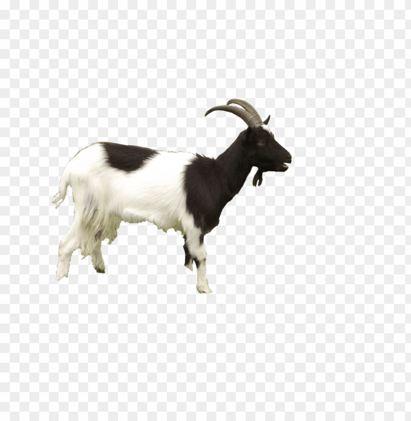 Download goat png images background | TOPpng