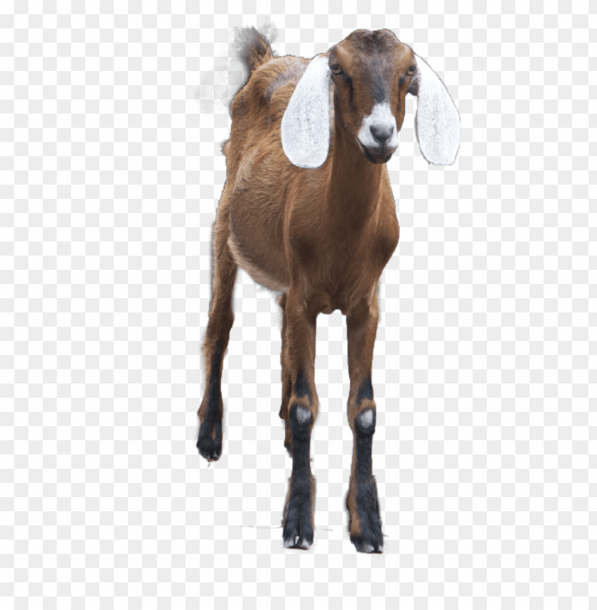 goat,animals,extras