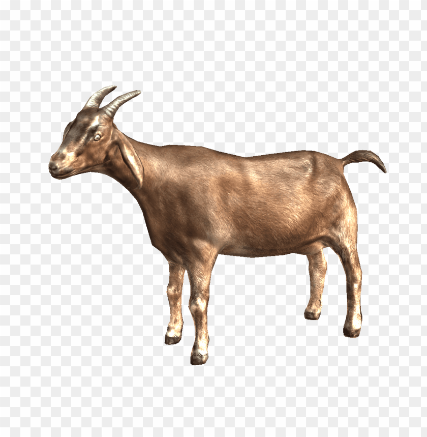 goat,animals