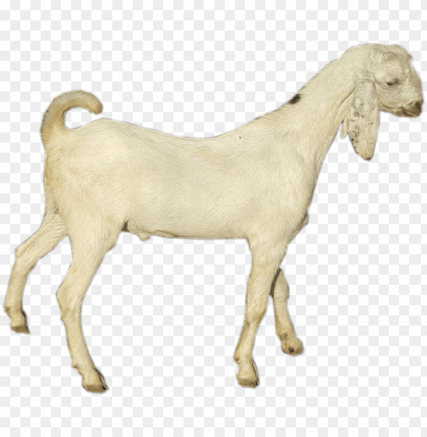 Download Goat Png Images Background | TOPpng