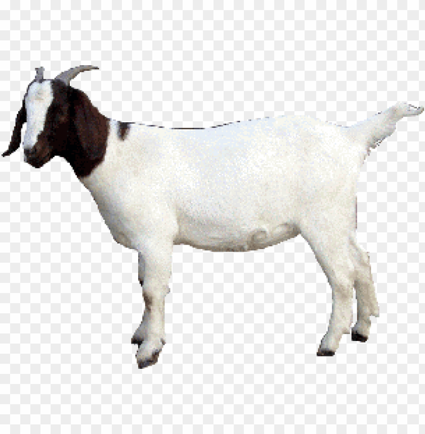 Free download | HD PNG goat PNG transparent with Clear Background ID ...