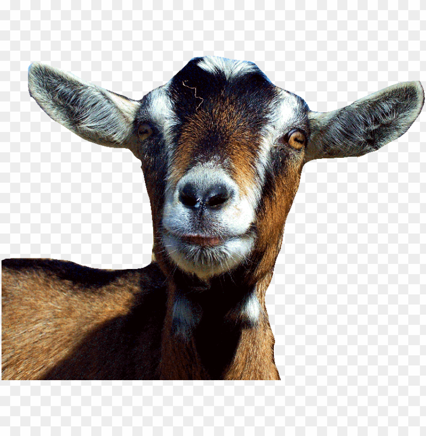 goat,animals,extras