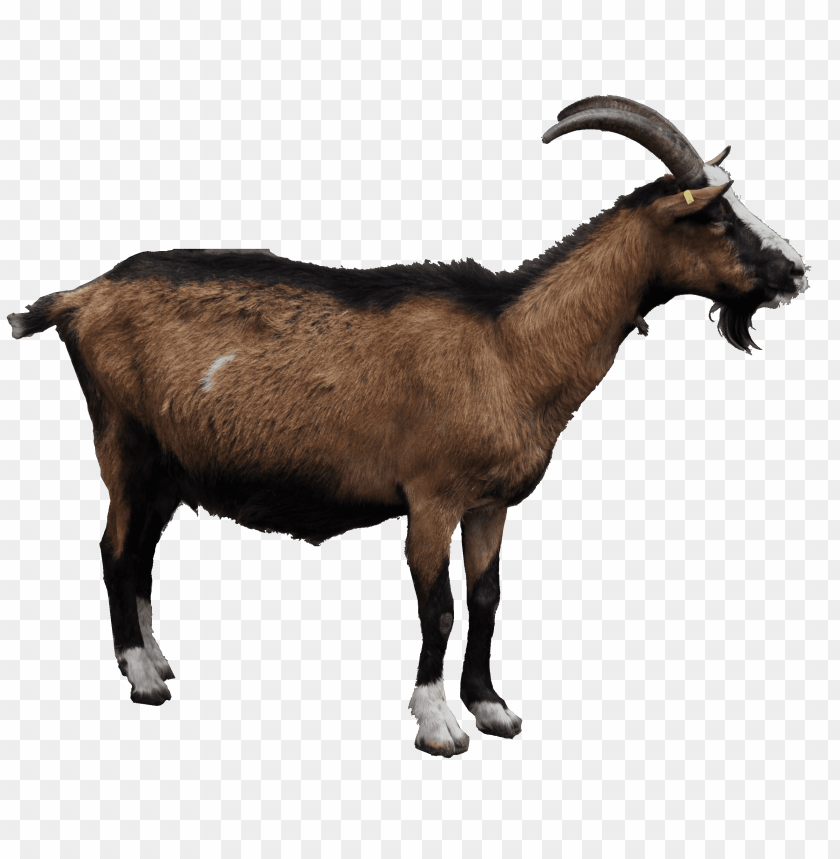 Download Goat Png Png Images Background | TOPpng