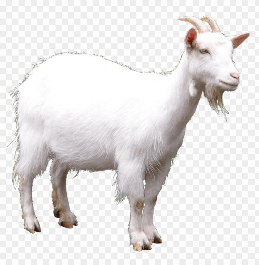 Goat Png PNG Transparent With Clear Background ID 121151 | TOPpng