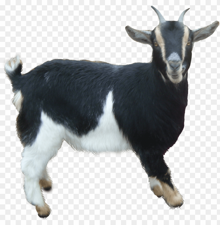 Goat Png PNG Image With Transparent Background | TOPpng