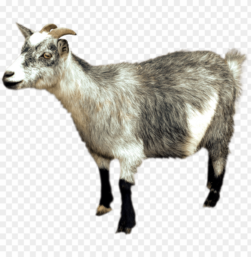 Download Goat Sideview Png Images Background | TOPpng