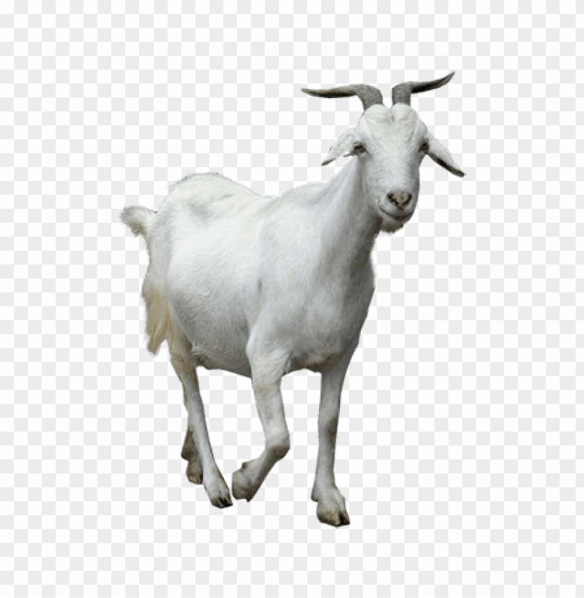 animals, goats, goat walking, 