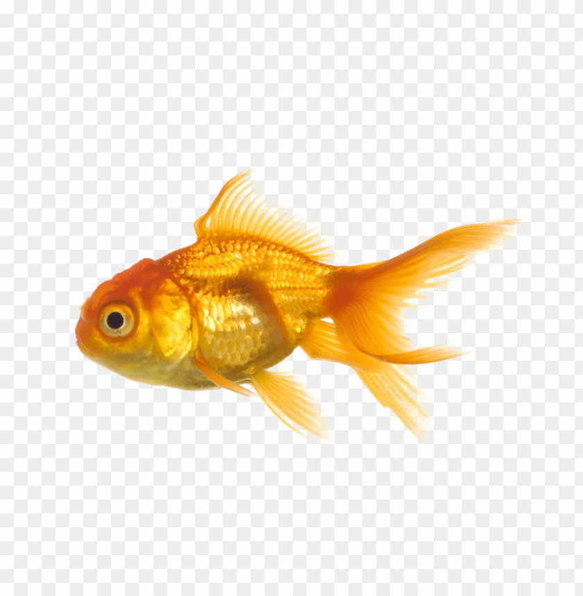 gold fish png images background - Image ID 10266