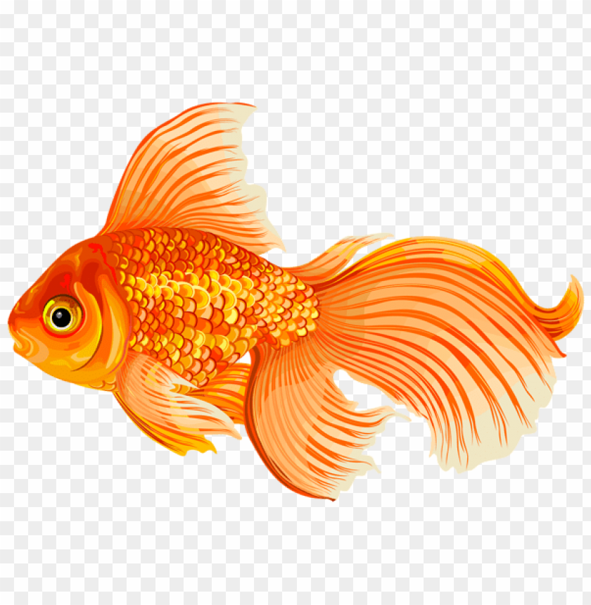 Download gold fish clipart png photo  @toppng.com