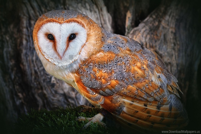 gold owl polar wallpaper background best stock photos - Image ID 162201