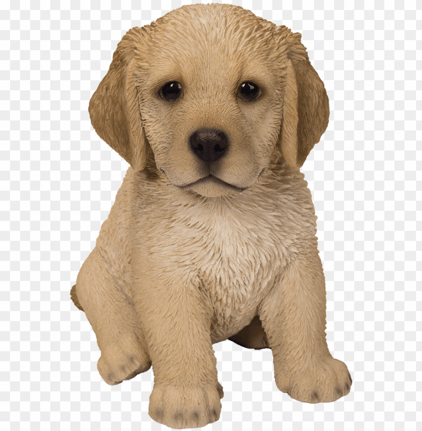 golden retriever, cute puppy, cute dog, cute anime eyes, puppy clipart, like and subscribe