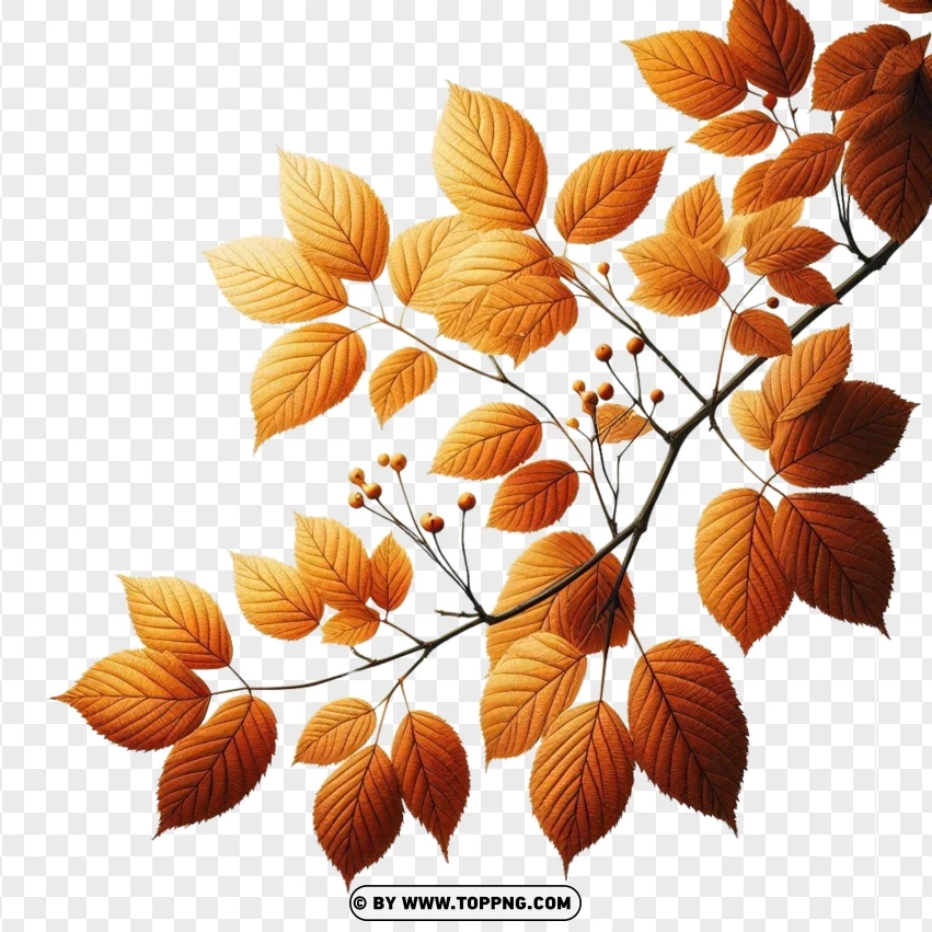 Autumn , Fall , Leaf,Nature , Maple , Plant , Foliage 