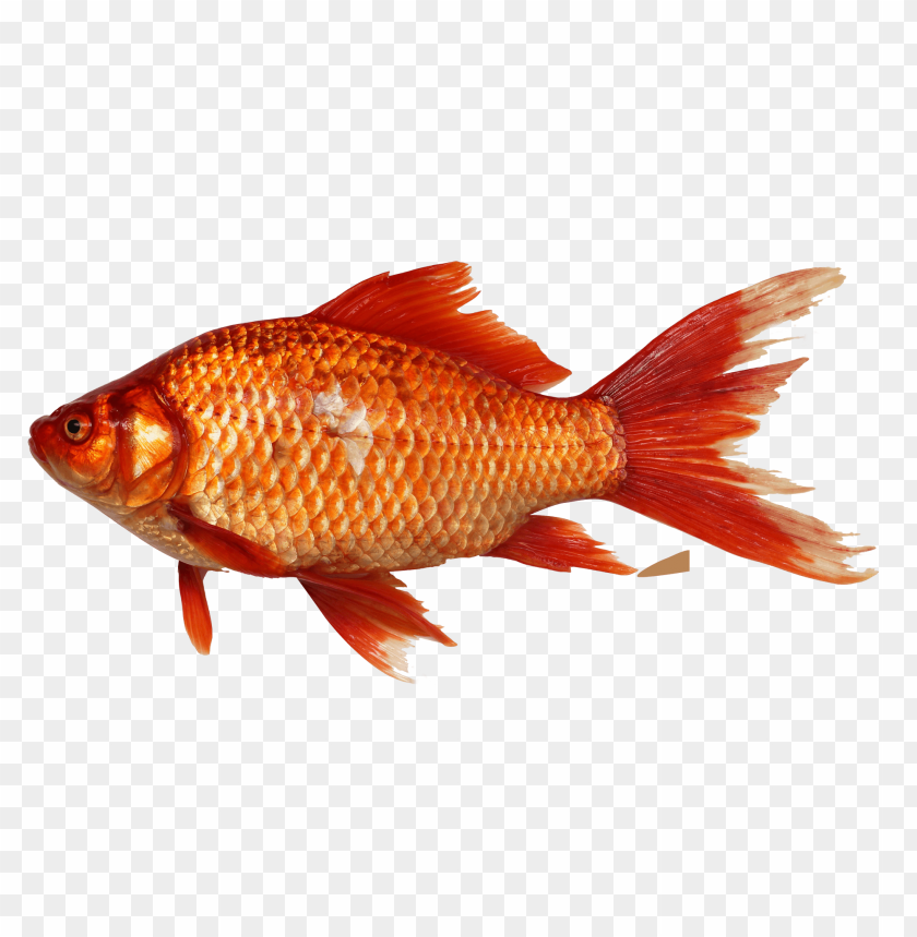 Download Goldfish png images background@toppng.com