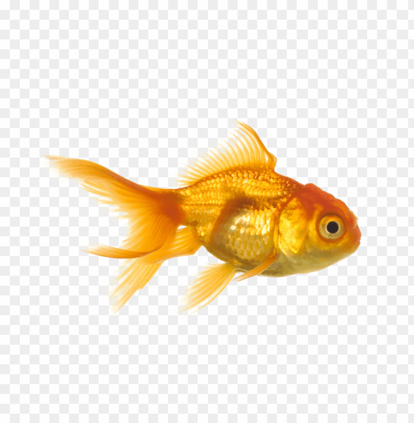 goldfish png images background - Image ID 37802