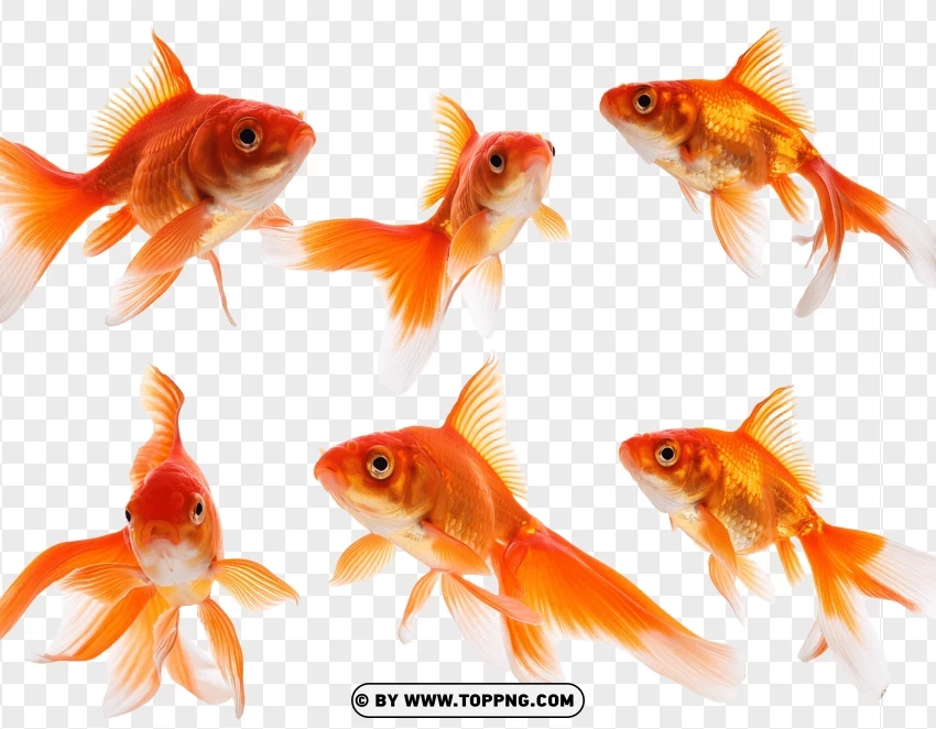 Set Of Goldfish In Dynamic Aquatic Poses PNG Transparent Background