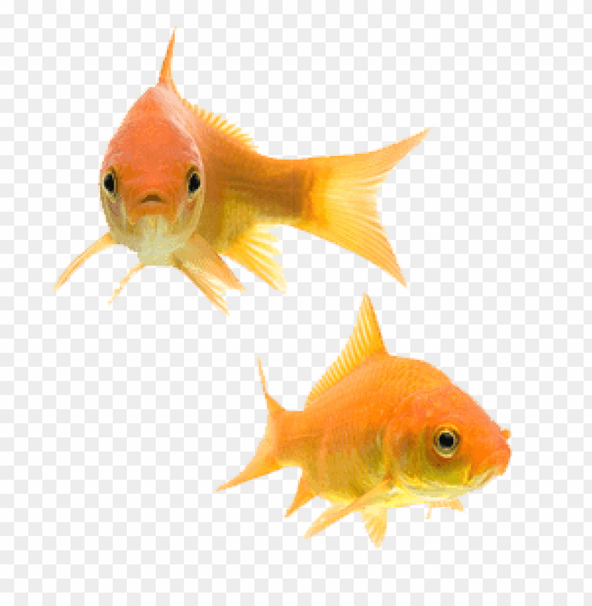 animals, fish, goldfish couple, 