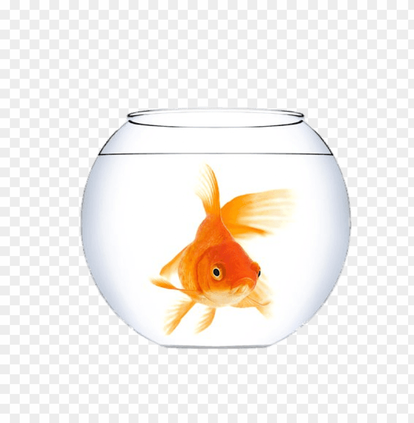 Goldfish In A Fish Bowl Png Images Background - Image ID 65340