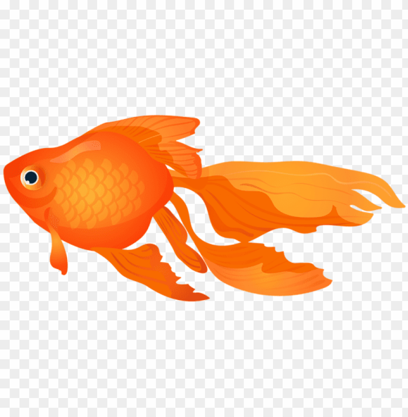 free PNG Download goldfish transparent clipart png photo   PNG images transparent