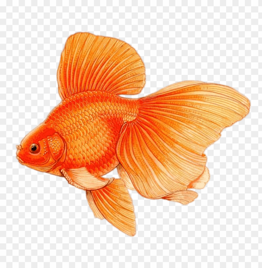 animals, goldfish, goldfish with large fins drawing, 