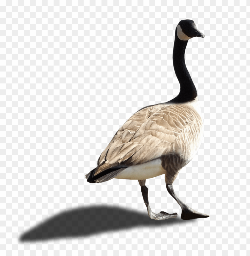 goose png,goose,goose transparent background,goose file png,goose clipart,goose png images,goose png clipart