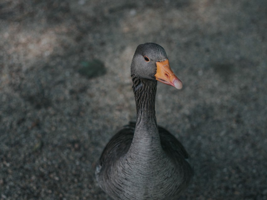 goose, bird, gray, feathered