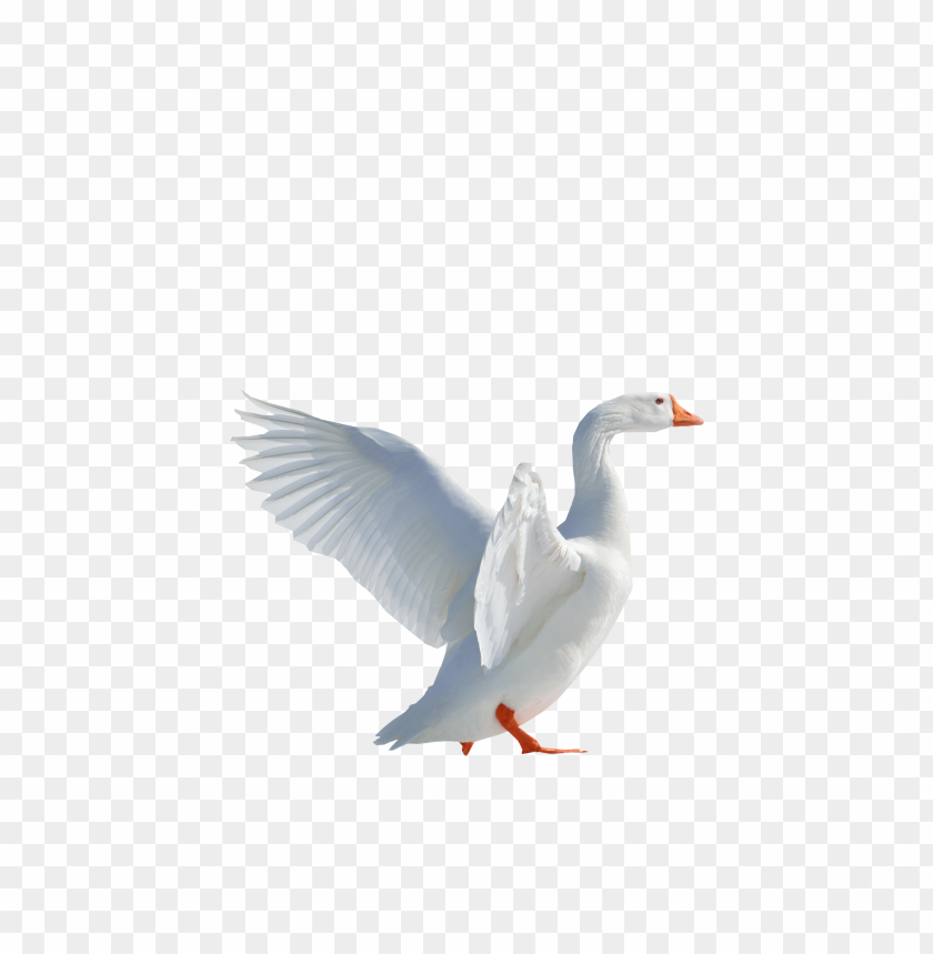
goose
, 
goose wings
, 
white goose
, 
white duck
