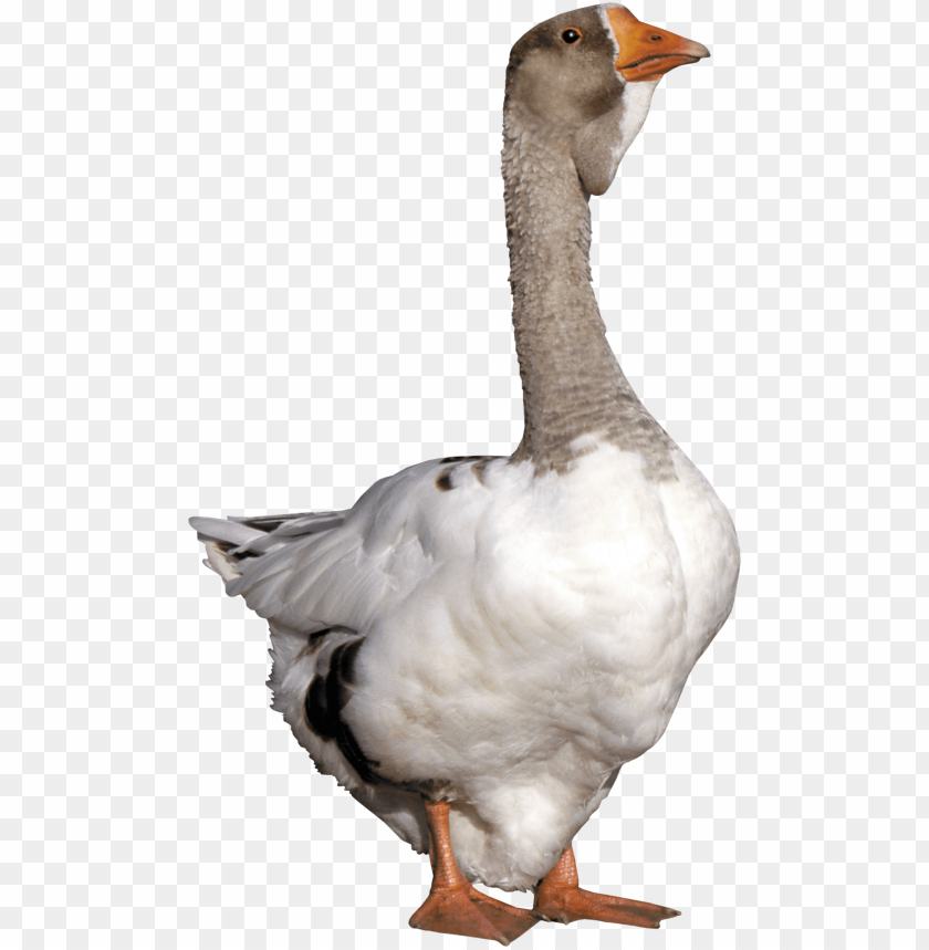 goose,animals