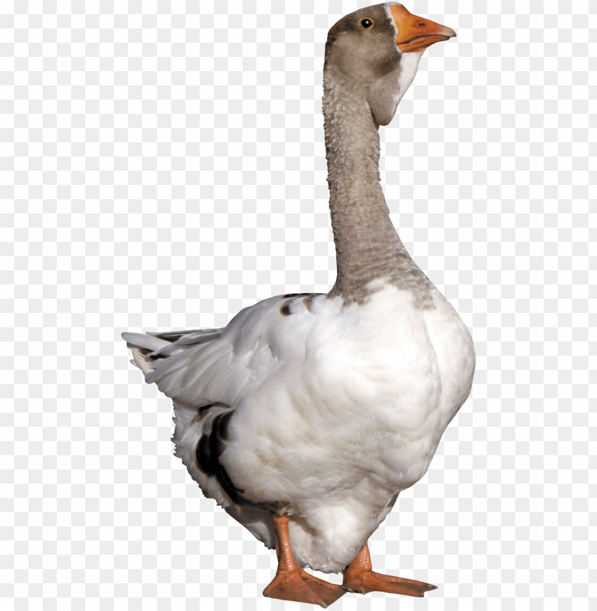 goose from front png images background - Image ID 9661