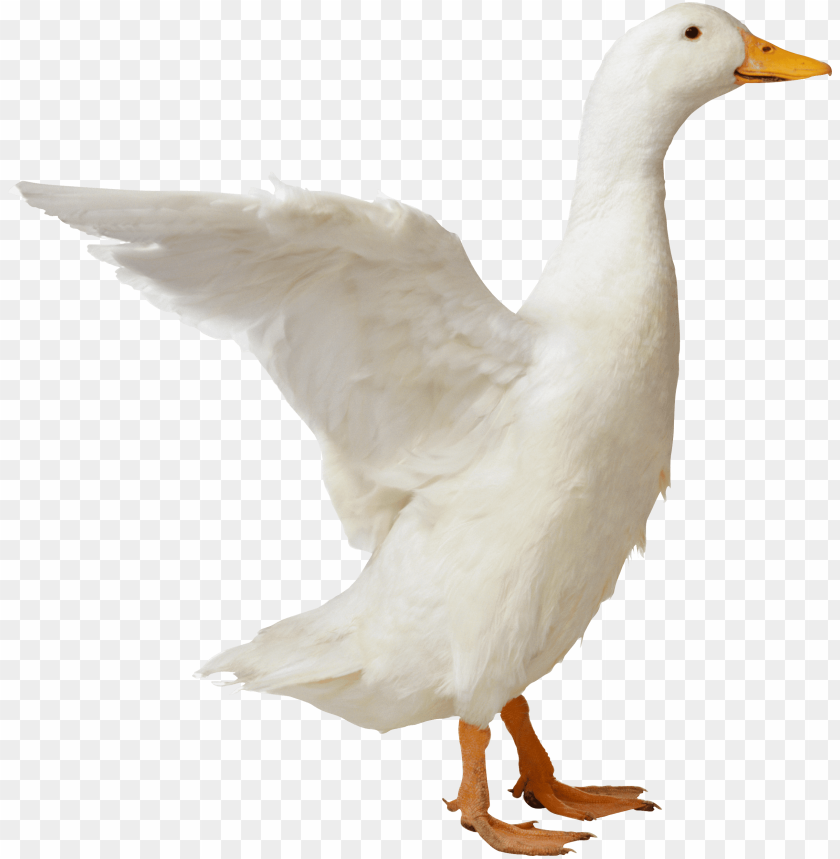 animals, ducks, goose sideview, 