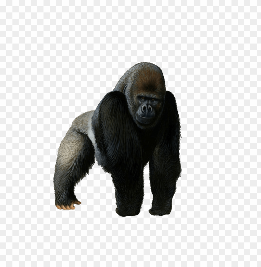 gorilla png,gorilla,gorilla transparent background,gorilla file png,gorilla clipart,gorilla png images,gorilla png clipart