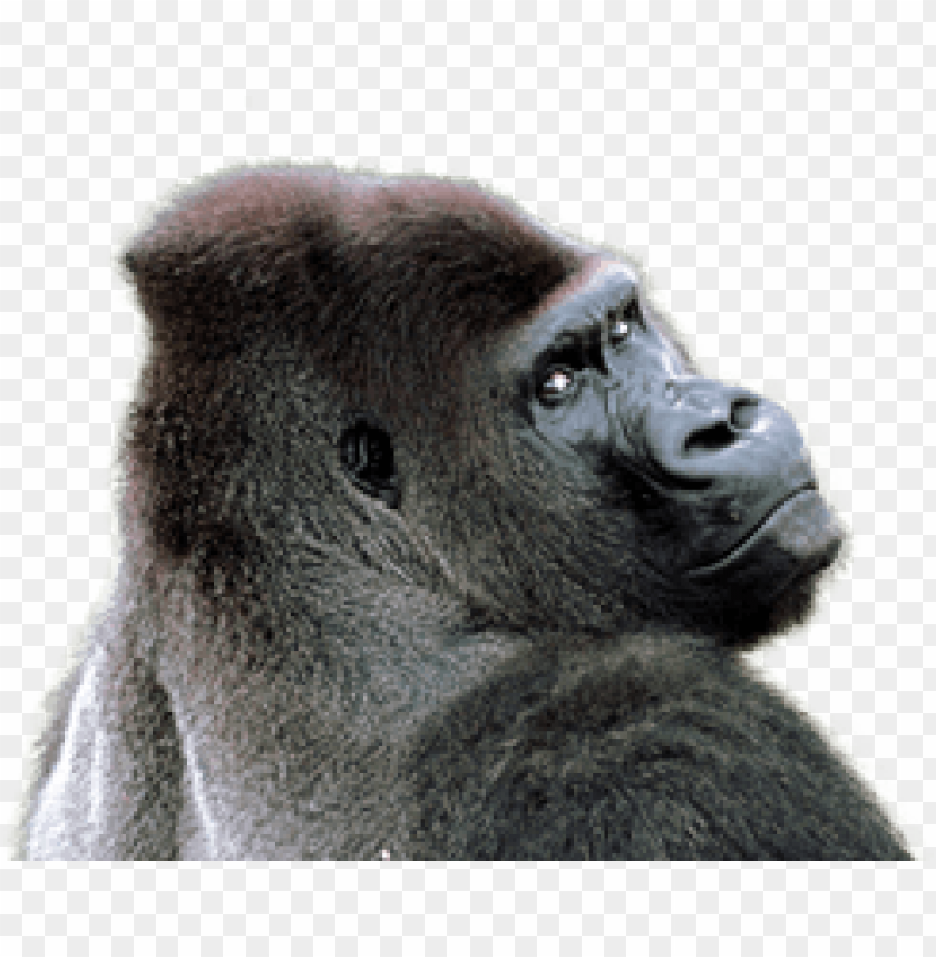 gorilla png,gorilla,gorilla transparent background,gorilla file png,gorilla clipart,gorilla png images,gorilla png clipart