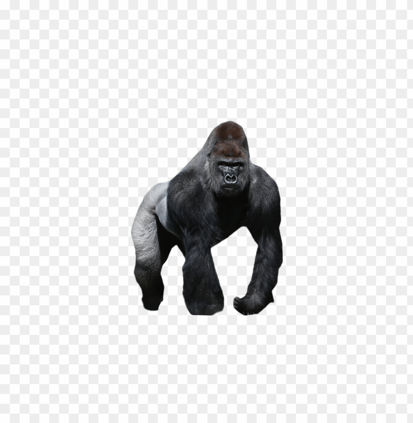 
gorilla
, 
black gorilla
, 
gorilla standing
