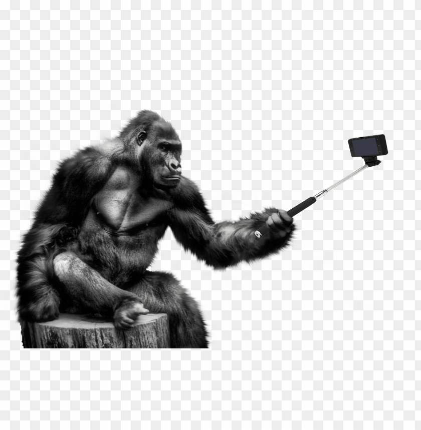 
gorilla
, 
animal
, 
selfie
