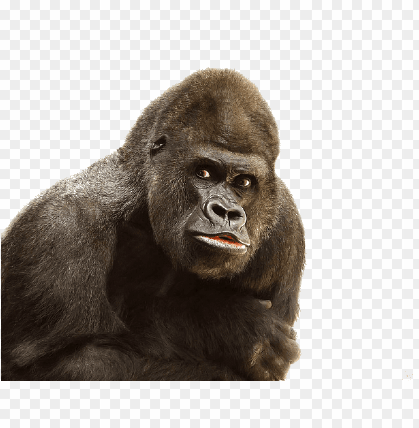 animals, gorillas, gorilla close up, 