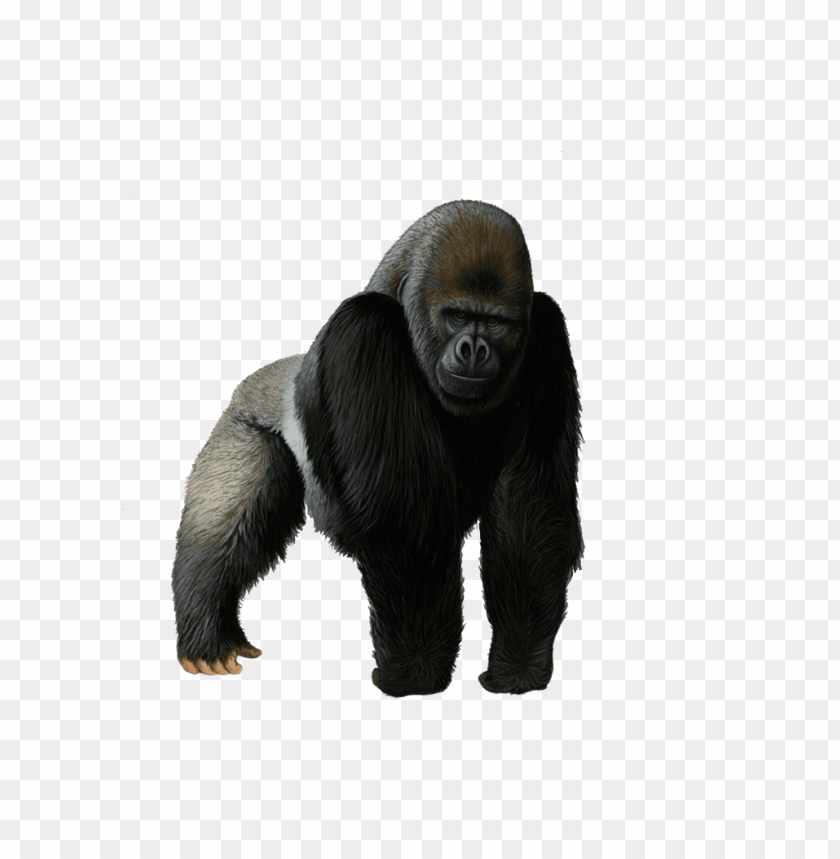 gorilla,animals