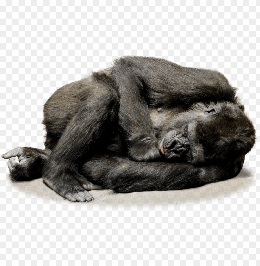 animals, gorillas, gorilla resting, 