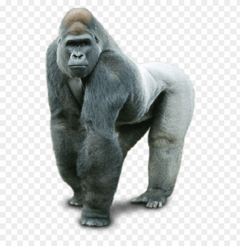animals, gorillas, gorilla silver back, 