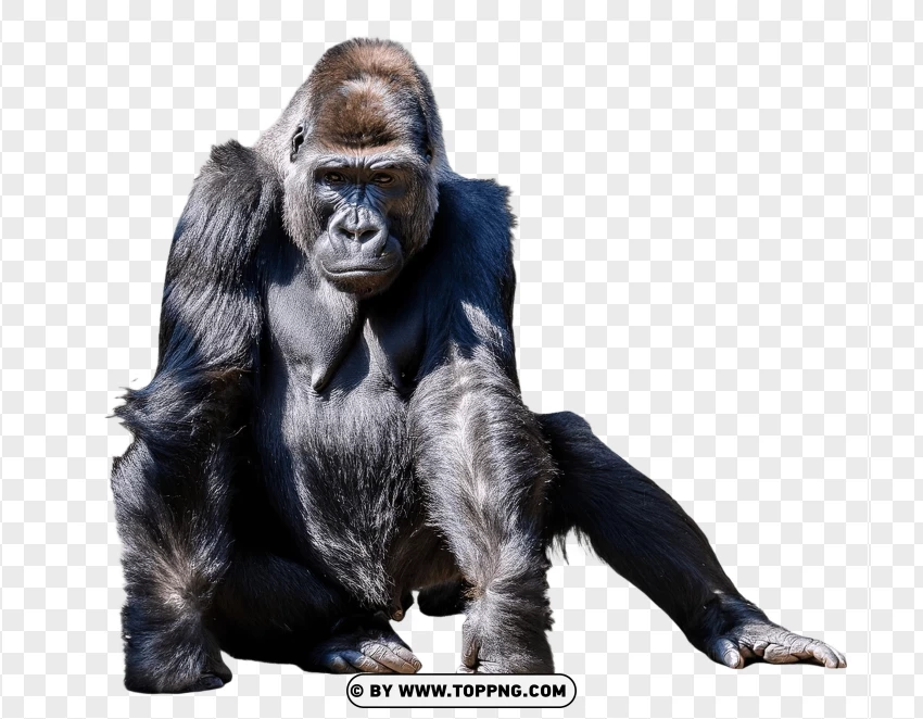 Single Gorilla Sitting In Wildlife Pose PNG Transparent Background