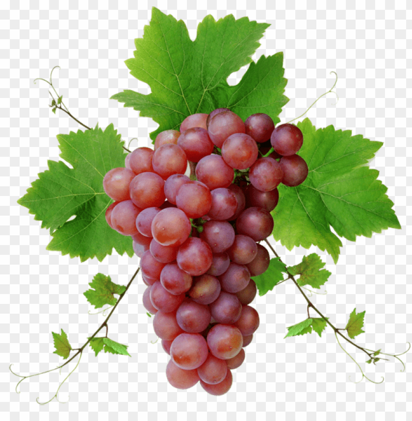 
grape
, 
berry
, 
grapes
, 
fruit
