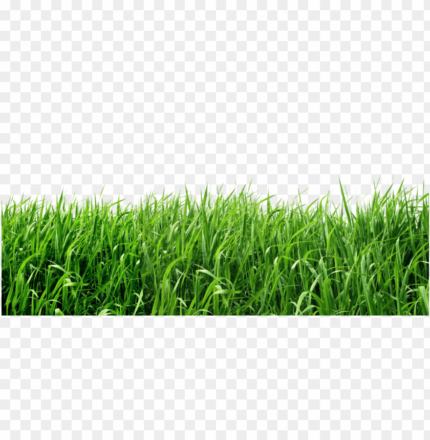 PNG image of grass with a clear background - Image ID 25430