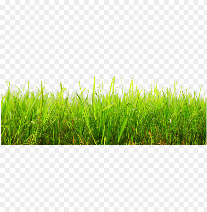 PNG image of grass with a clear background - Image ID 25557