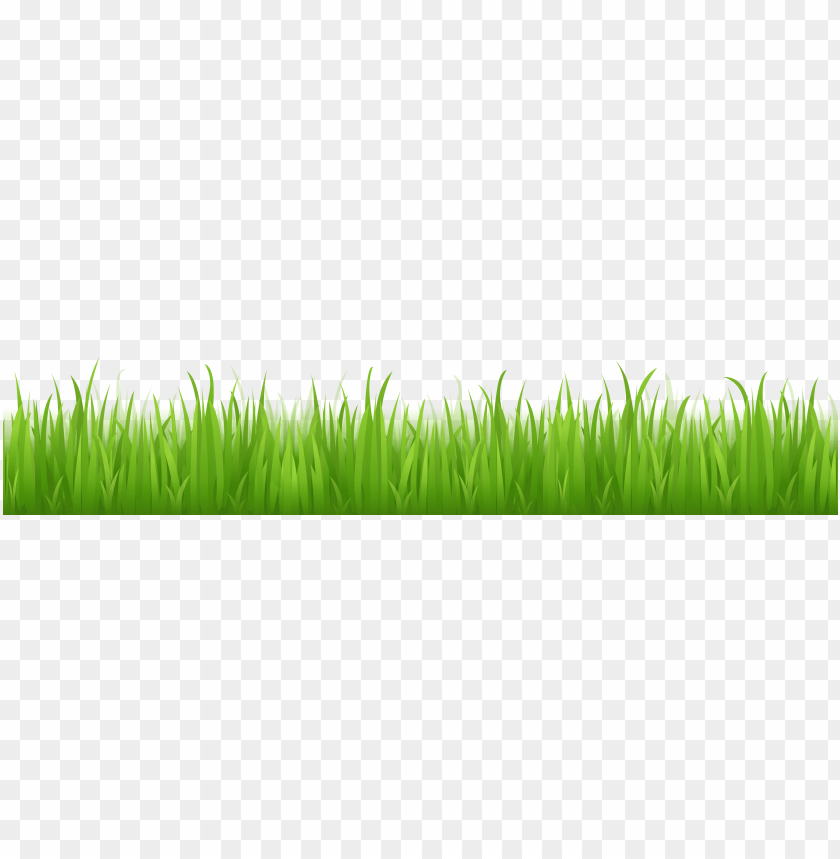 
grass
, 
type of plant
, 
grassland
, 
grass lawn
