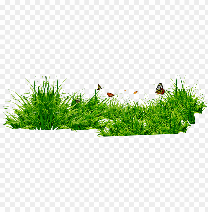 
grass
, 
type of plant
, 
grassland
, 
grass lawn
