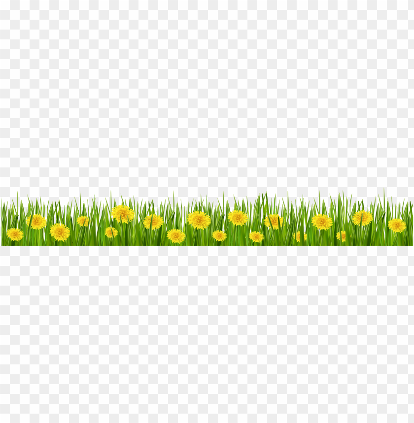 dandelions, grass