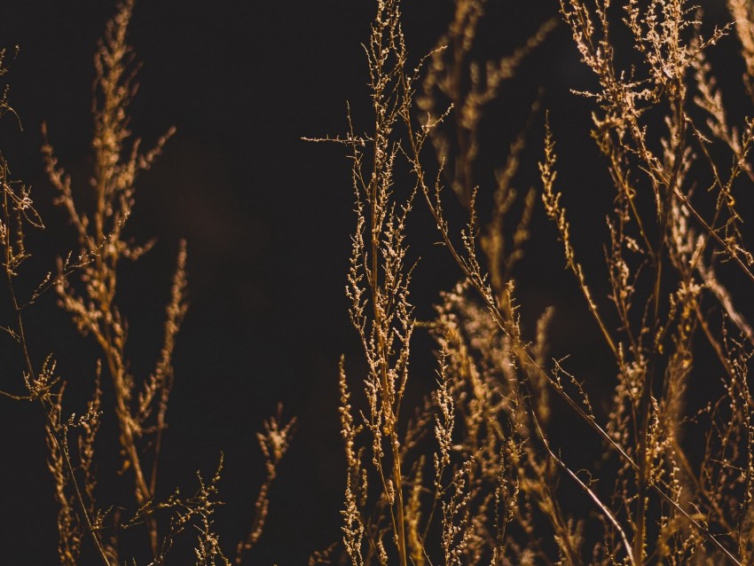 grass, branches, blur, dark