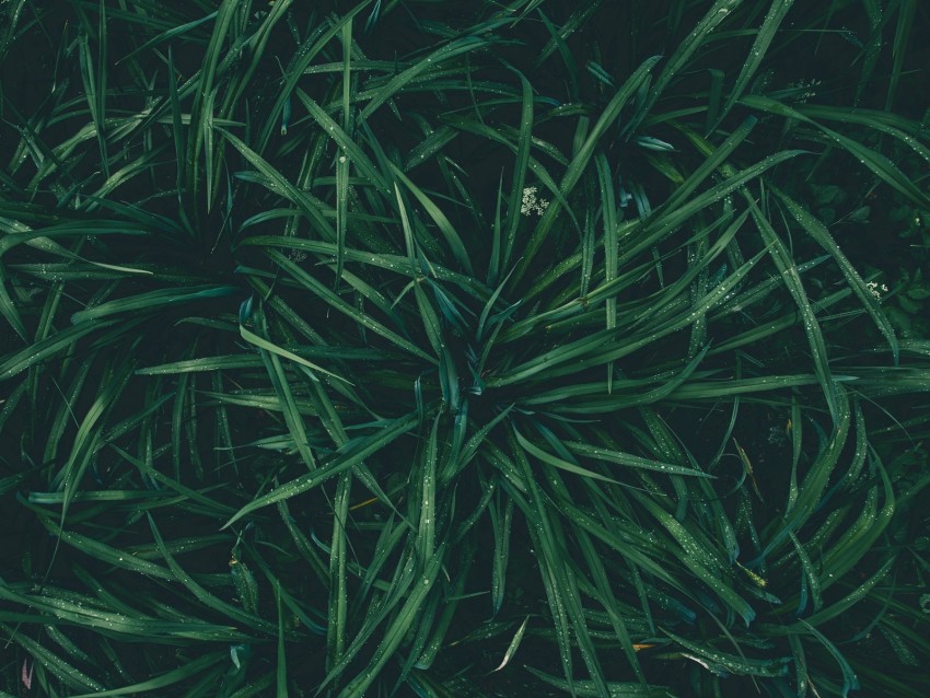 Grass Drops Dew Moisture Green Png - Free PNG Images