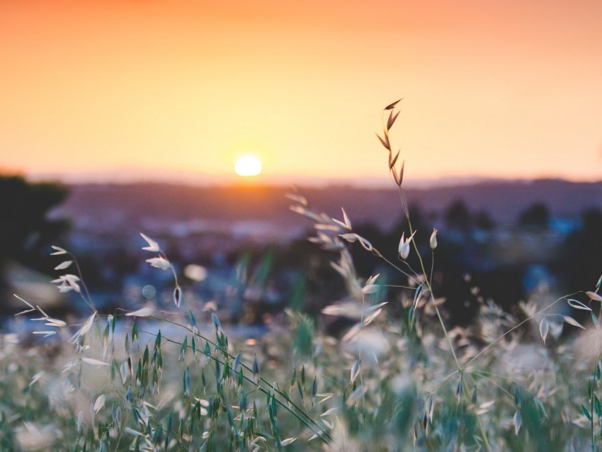 grass, flowers, blur, sunset, field