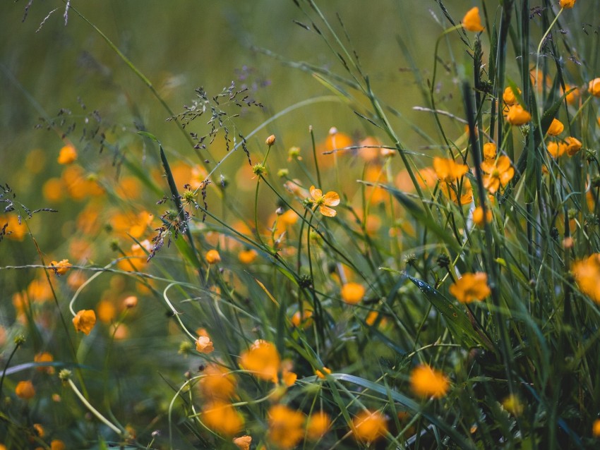 grass, flowers, yellow, field, wild