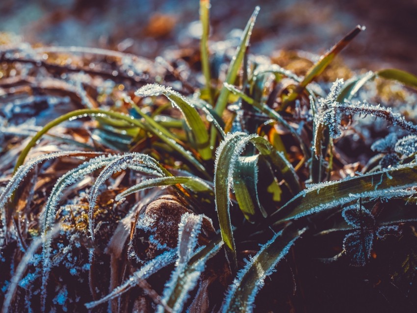 grass, frost, snow, macro, blur